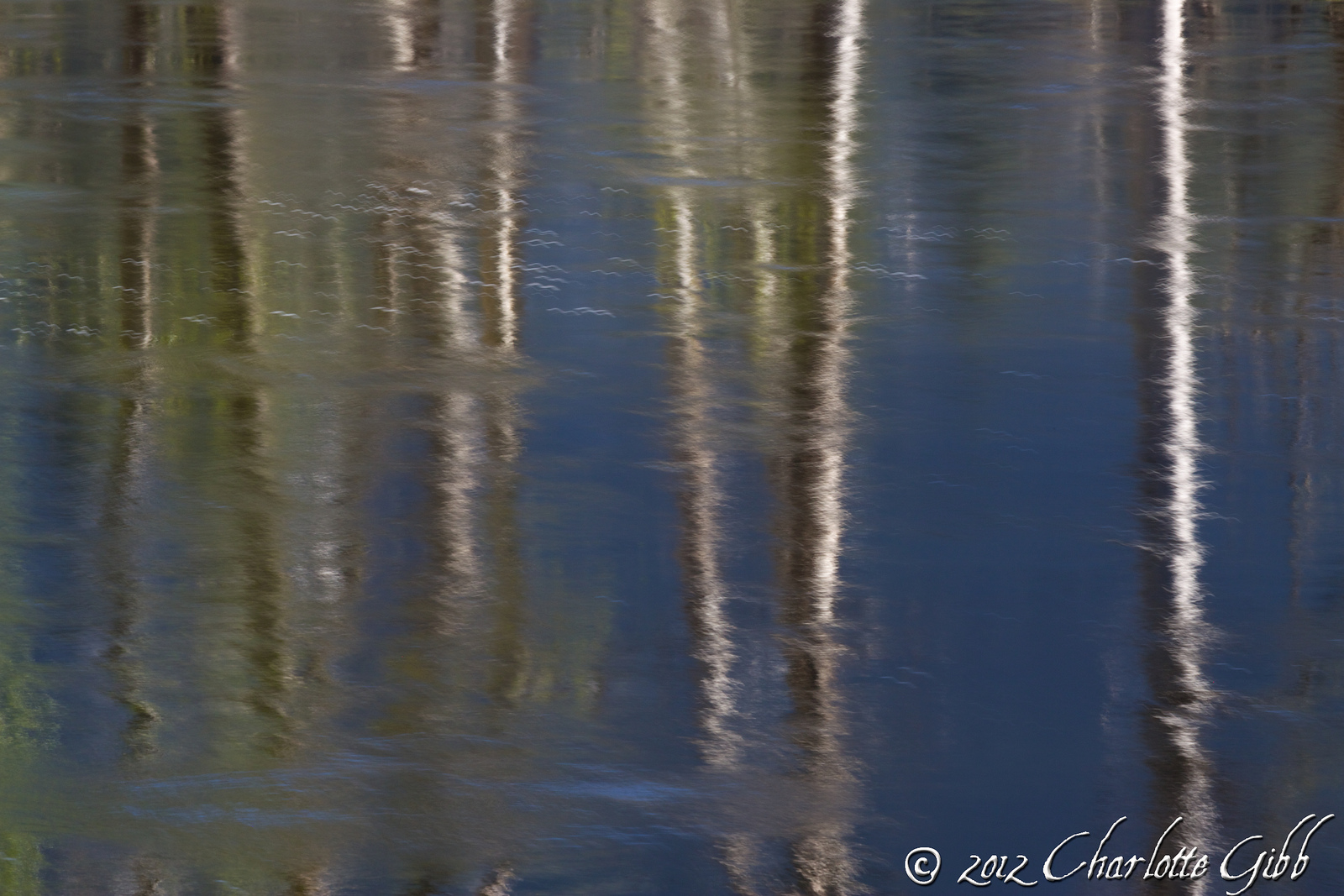 Aspen Trunks Reflected in Merced River