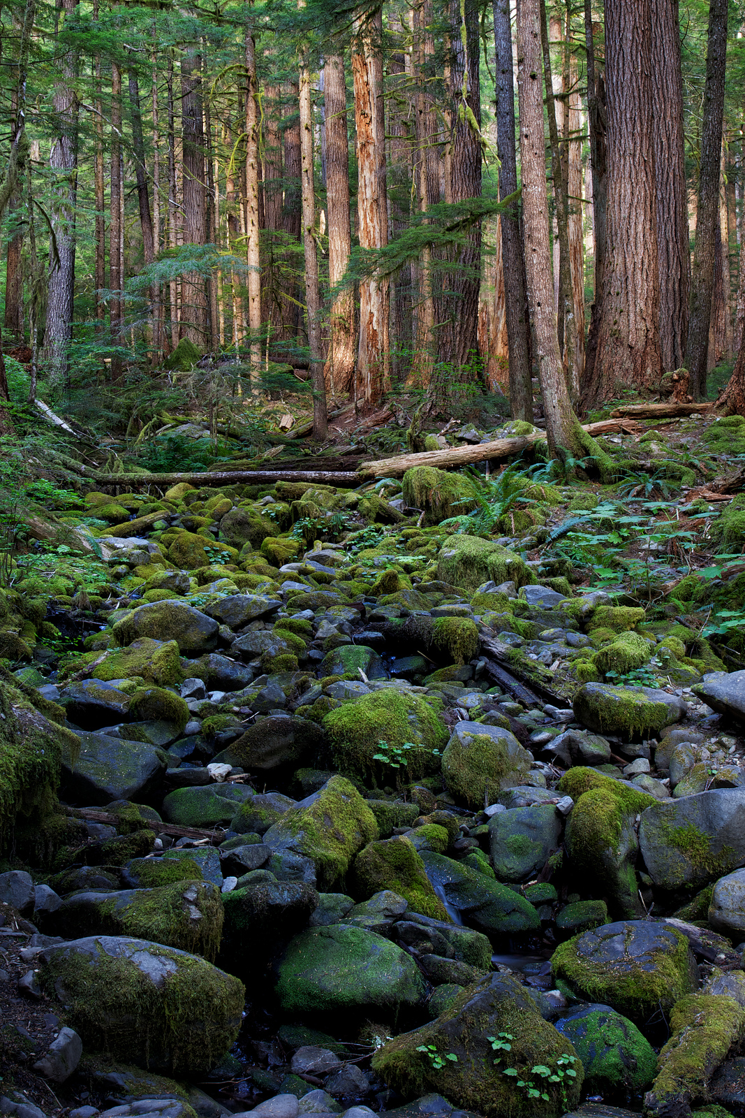 Creek Bed, Olympic National Park