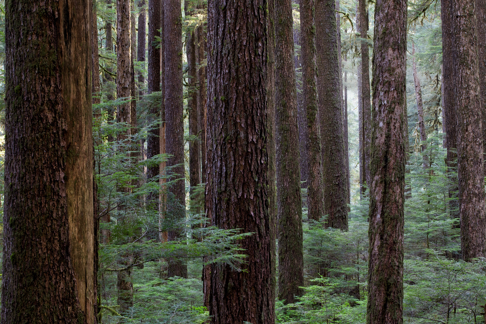Forrest Olympic National Park
