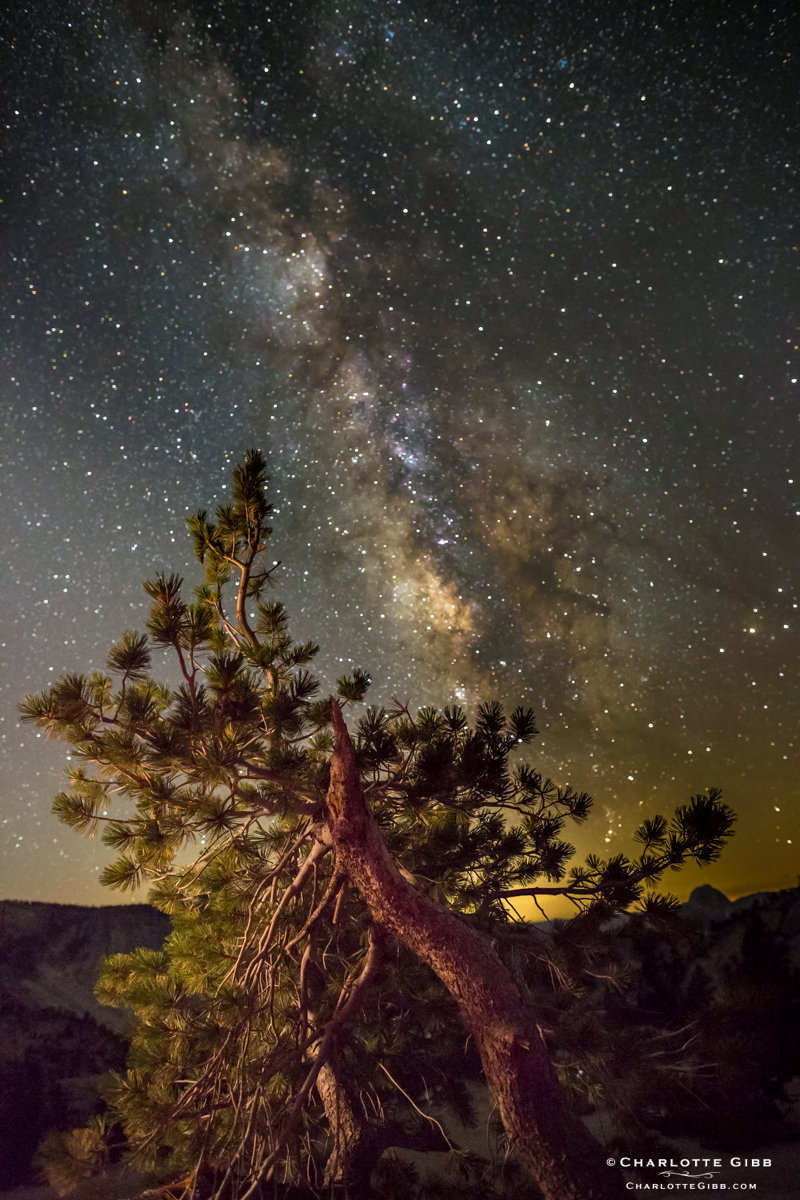 Limber Pine & Milky Way (Best of 2013)