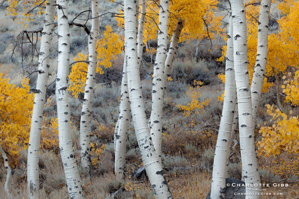 Dancing Aspen Trees