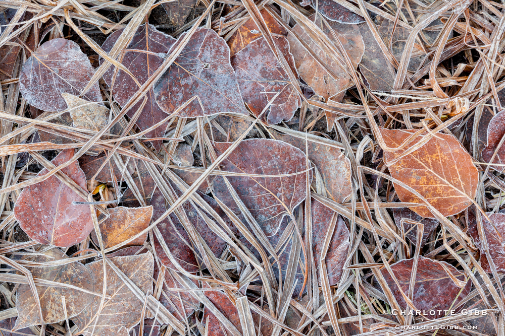 Frozen Aspen Leaves and Grass, Winter 2014