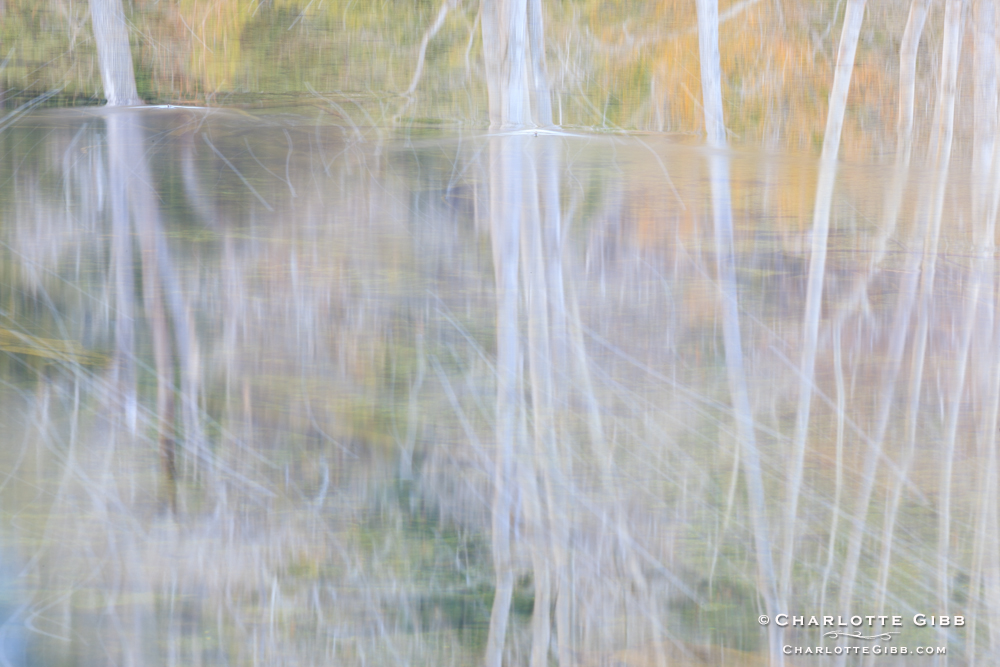 Reflections, Merced River, Winter 2014