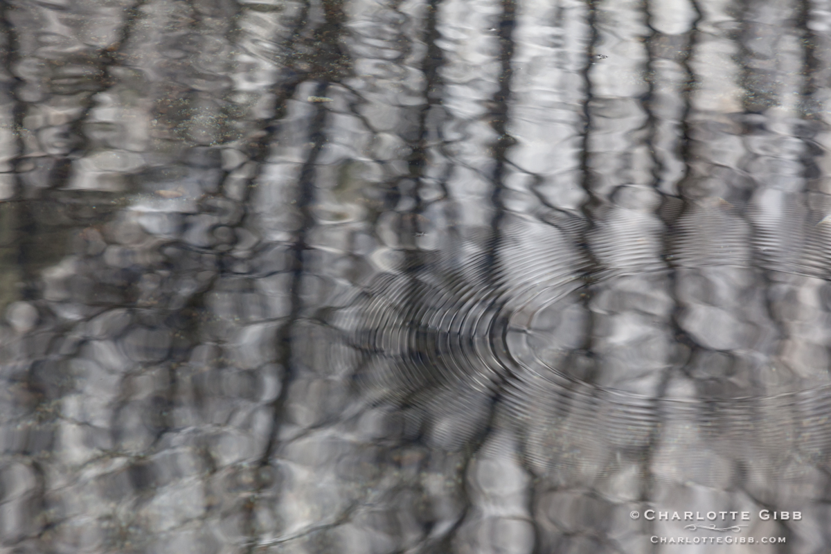 Ripples, Merced River, Feb. 2014