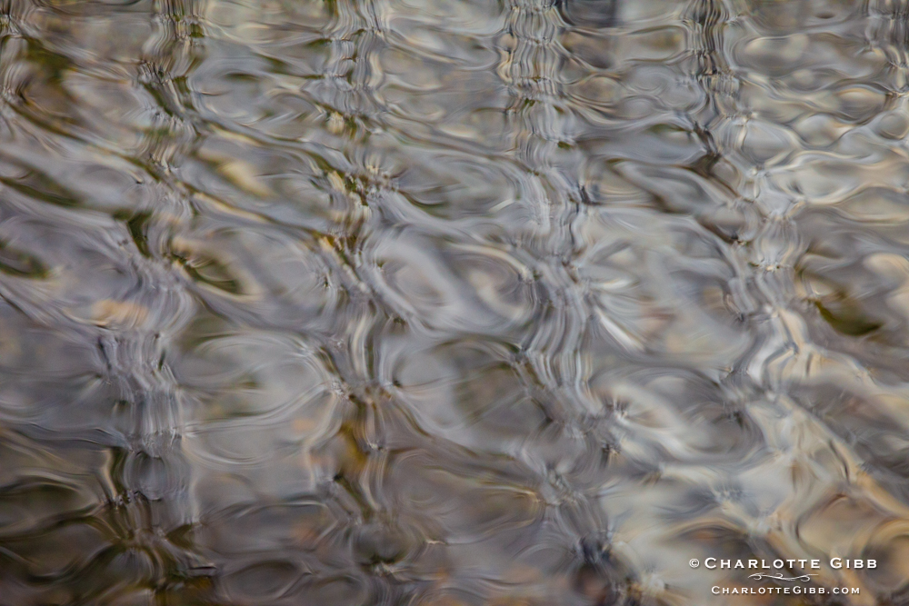 Ripples, Merced River, Winter 2014