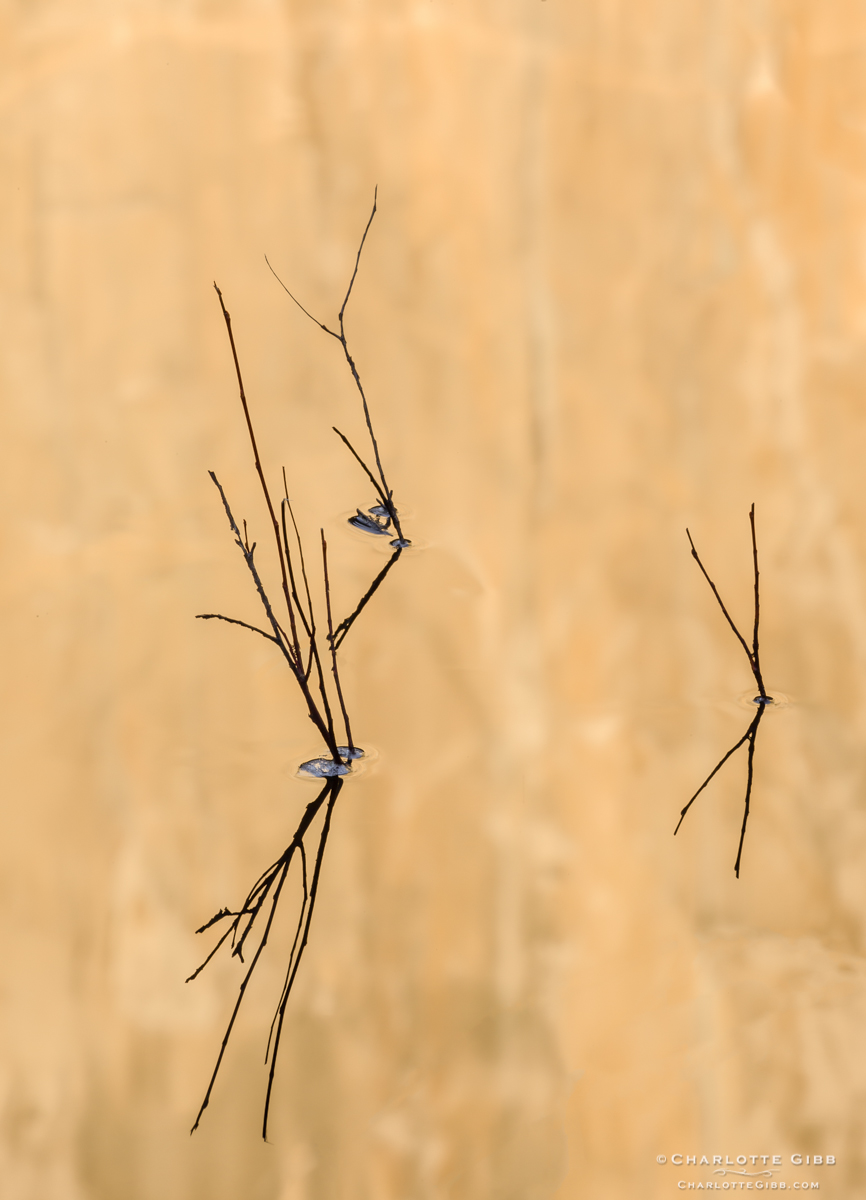 Twigs and El Capitan, Merced River, Feb. 2014