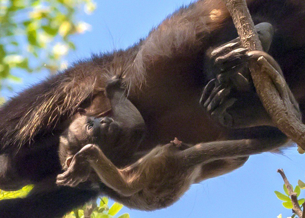 Newborn Howler Monkey