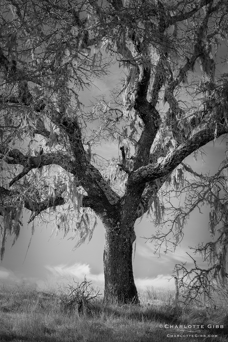 Oak Hanging with Moss, Feb. 2014