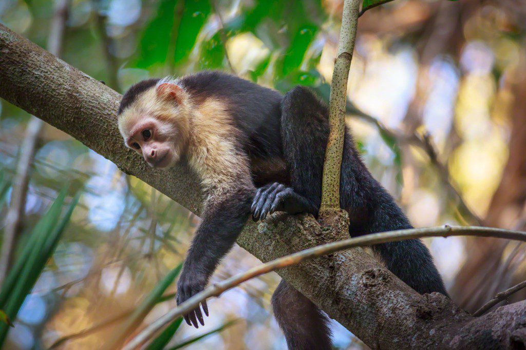 white faced capuchin in tree 2014