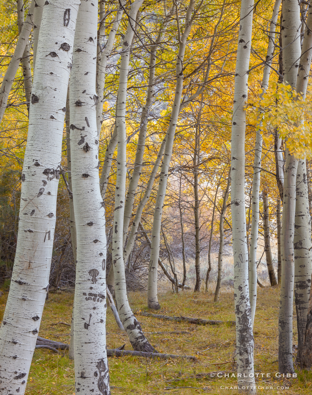 Mountain Landscape Photography - Within The Aspen Grove 2014
