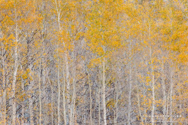 Mountain Landscape Photography - Young Aspens, 2014