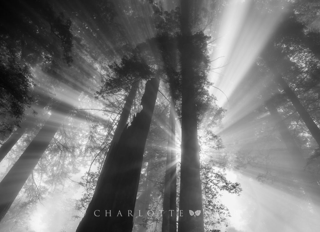 Godbeams, Redwood National Park, June 2014