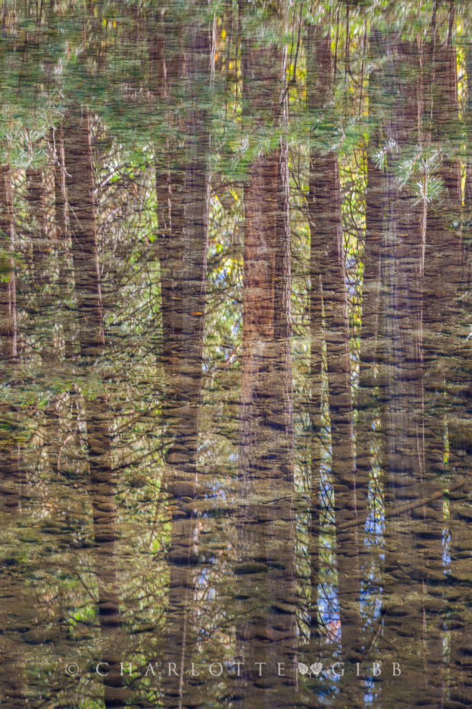 River Bottom and Reflected Pines, Yosemite Valley, October 2014