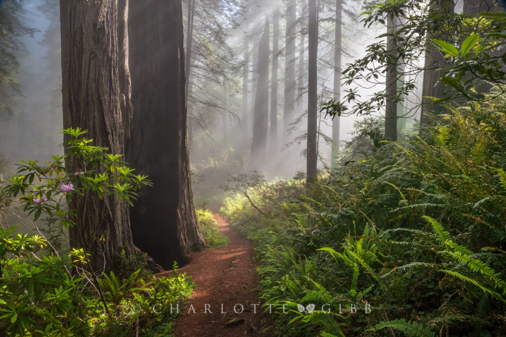 Path Through The Forest, Redwood National Forest, June 2014