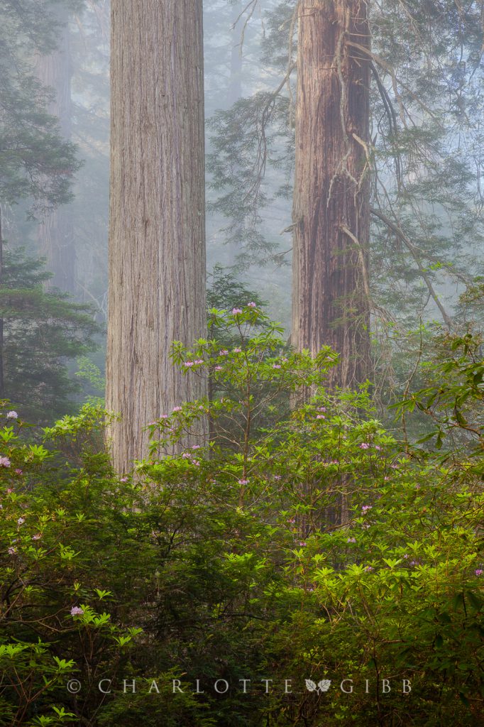 Twins, Redwood National Park, June 2014