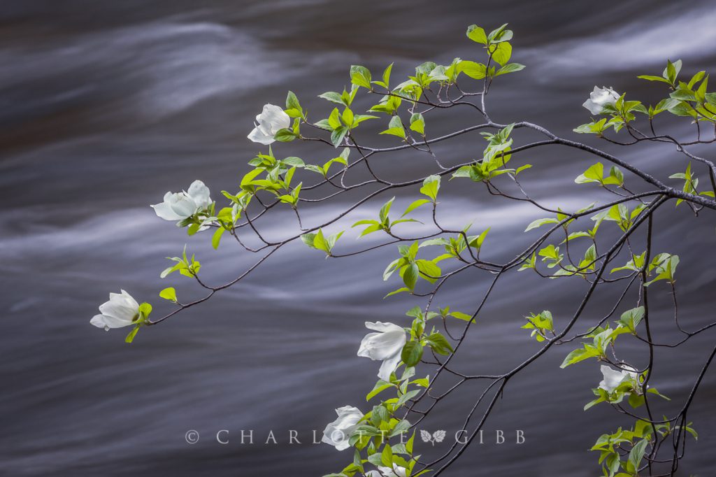 Dogwoods in May, Yosemite Valley, 2014