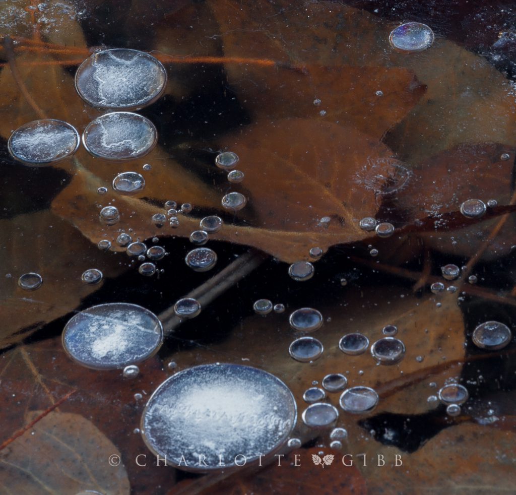 Ice Bubble and Leaves, February 2014