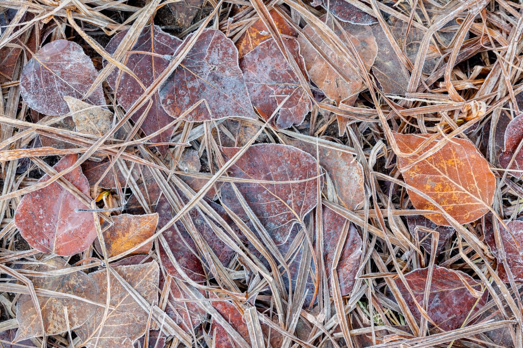 Winter-Pressed Leaves and Grass, February 2014