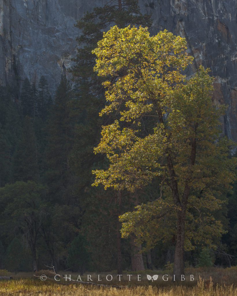 Leaning Tree, Yosemite Valley, October 2014