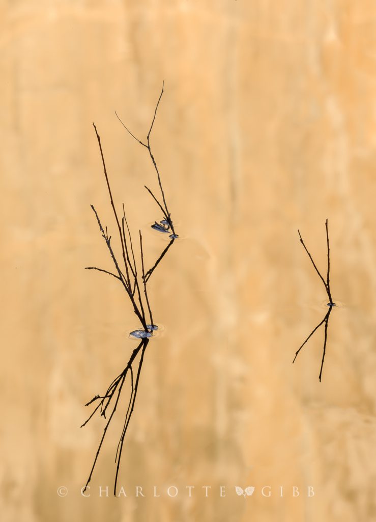 Abstract, River and El Cap, February 2014