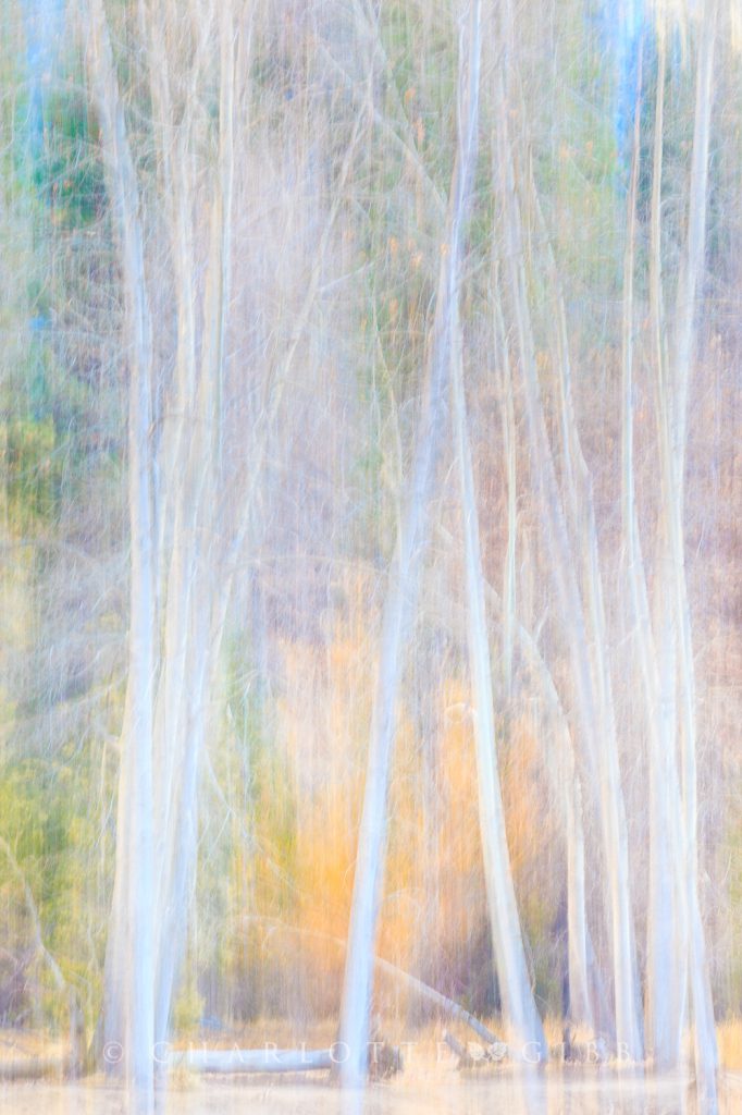 Cottonwoods in Winter Light, February 2014