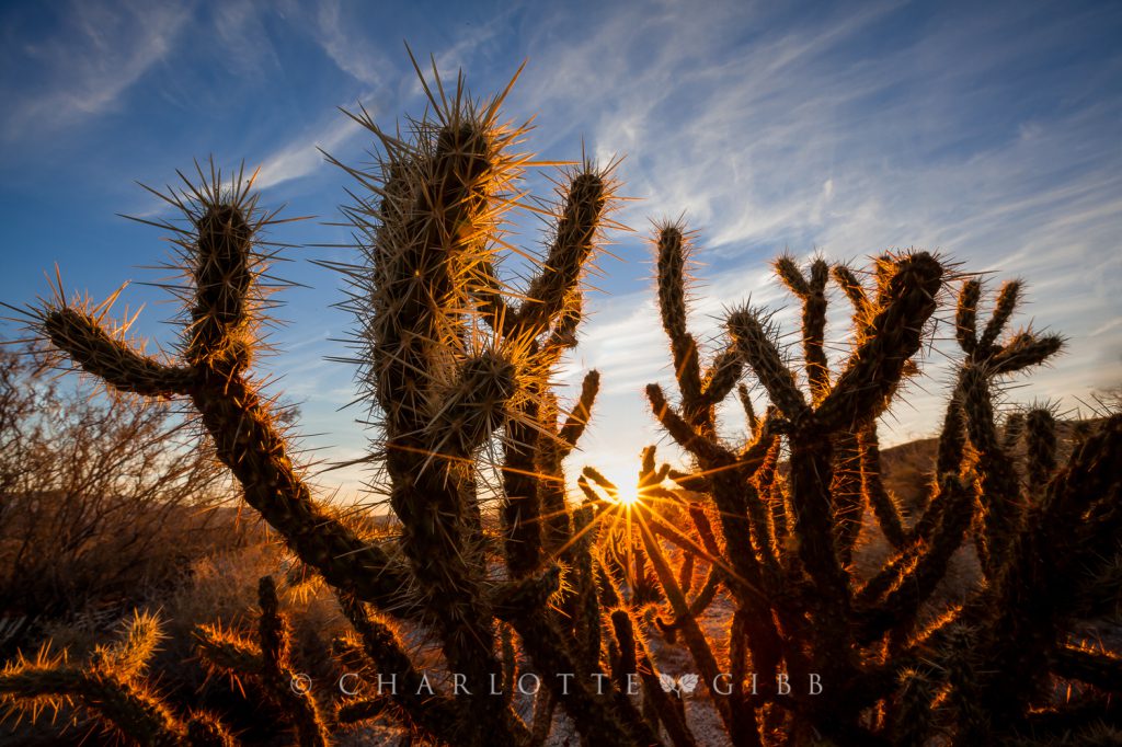 Cactus Morning Dance, Anza Borrego, February, 2014