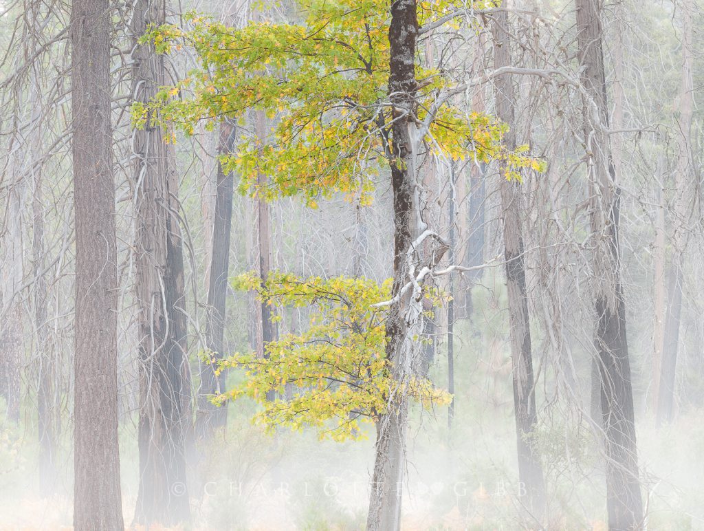 Living in the Fire Zone, Yosemite Valley, October 2014