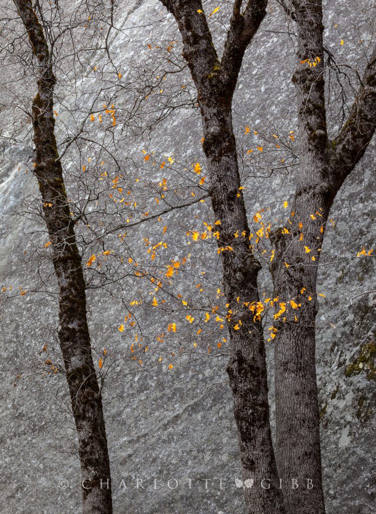 Black Oaks and Granite, January 11, 2014