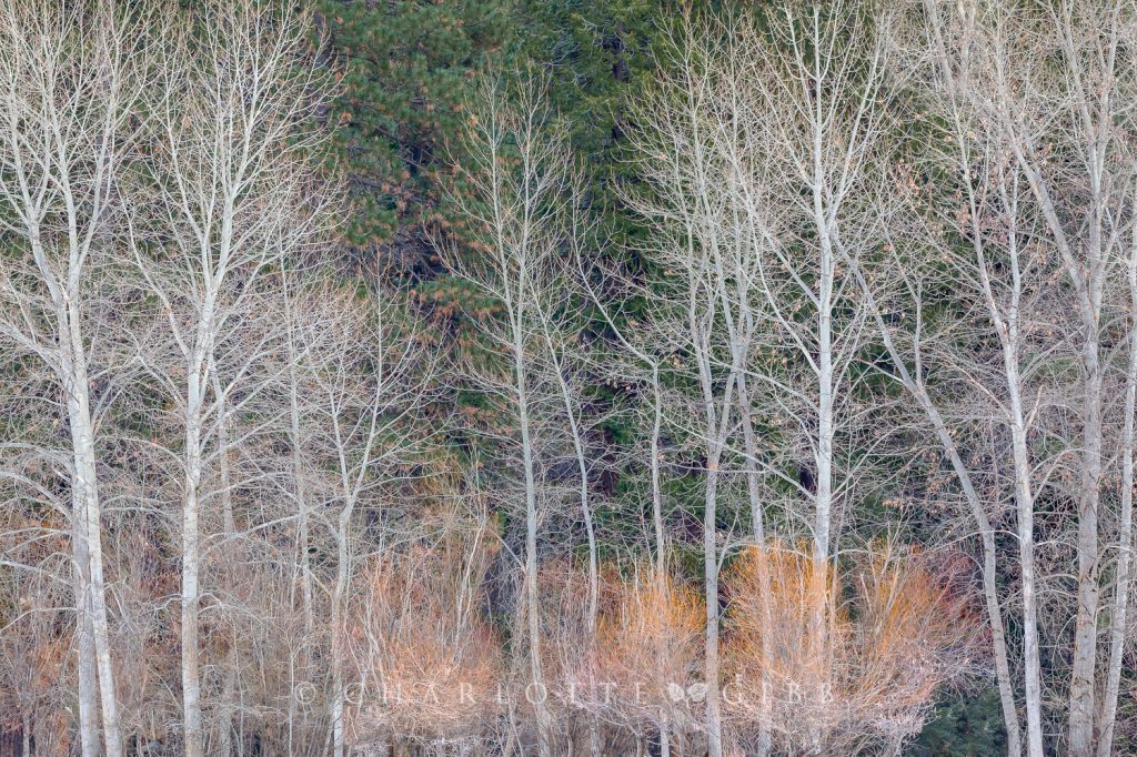 Cottonwoods In Winter