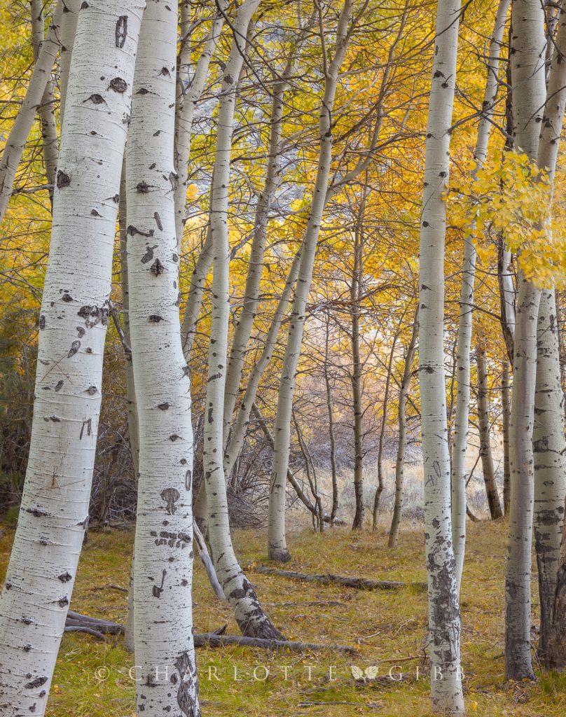 Within the Aspen Grove, Eastern Sierra, October, 2014