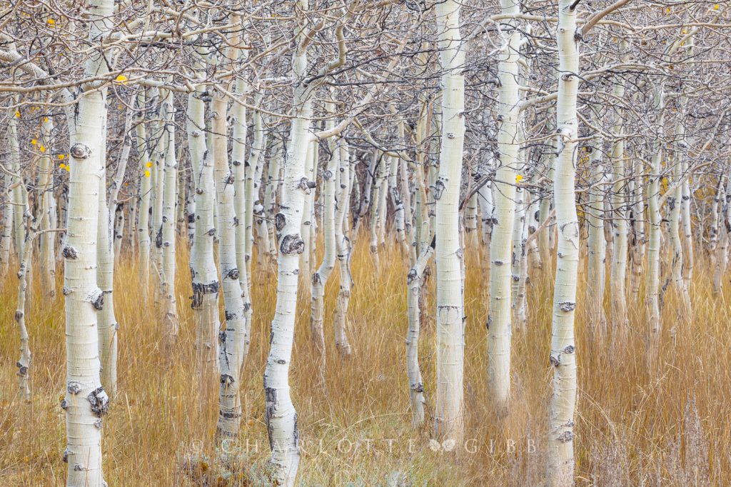 Young Aspens, October, 2014