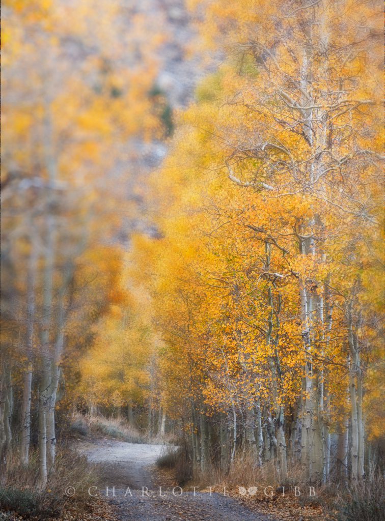 Country Road, Eastern Sierra, October 2014