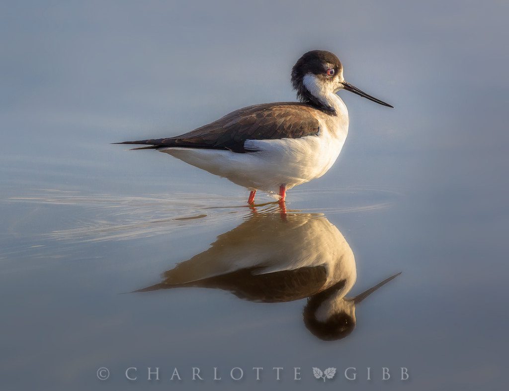 Black-Necked-Stilt-portrait