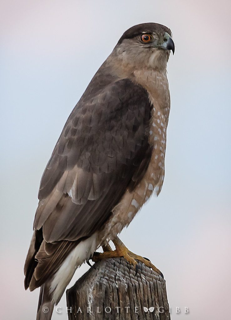 Sharp-shinned Hawk