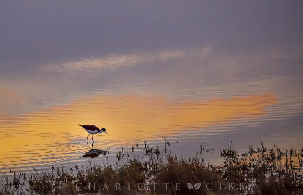 Sunset-Dining-Black-Necked-Stilt