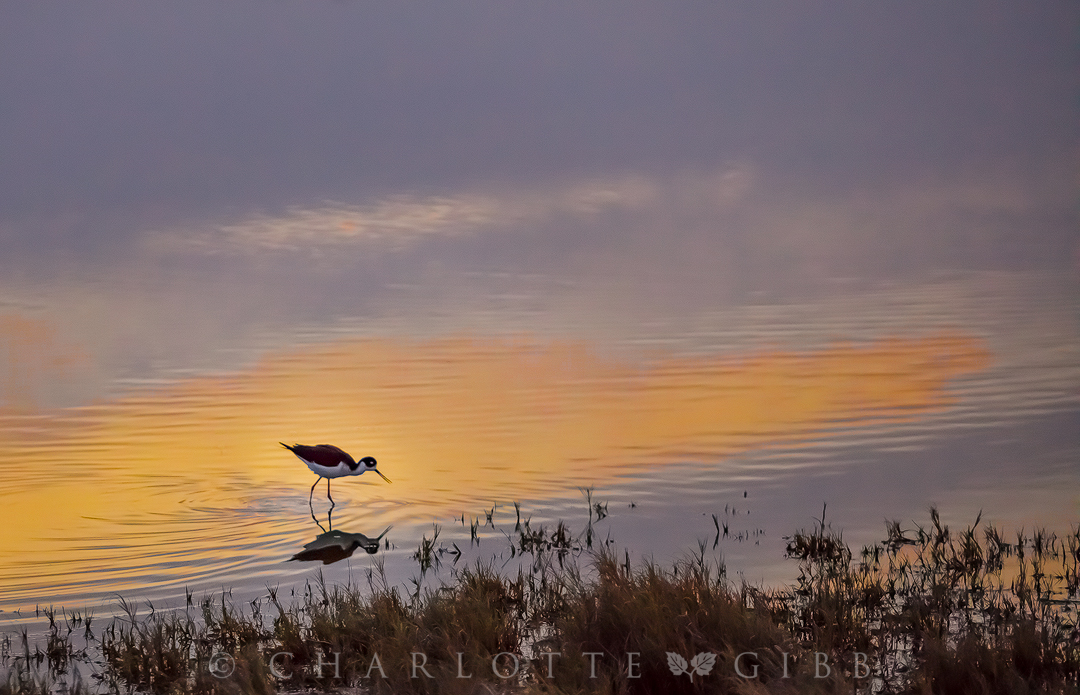 Sunset Dining Black Necked Stilt