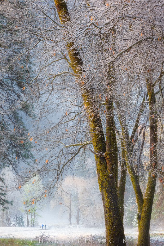 "Winter Wonderland", April 7, 2015, Yosemite National Park