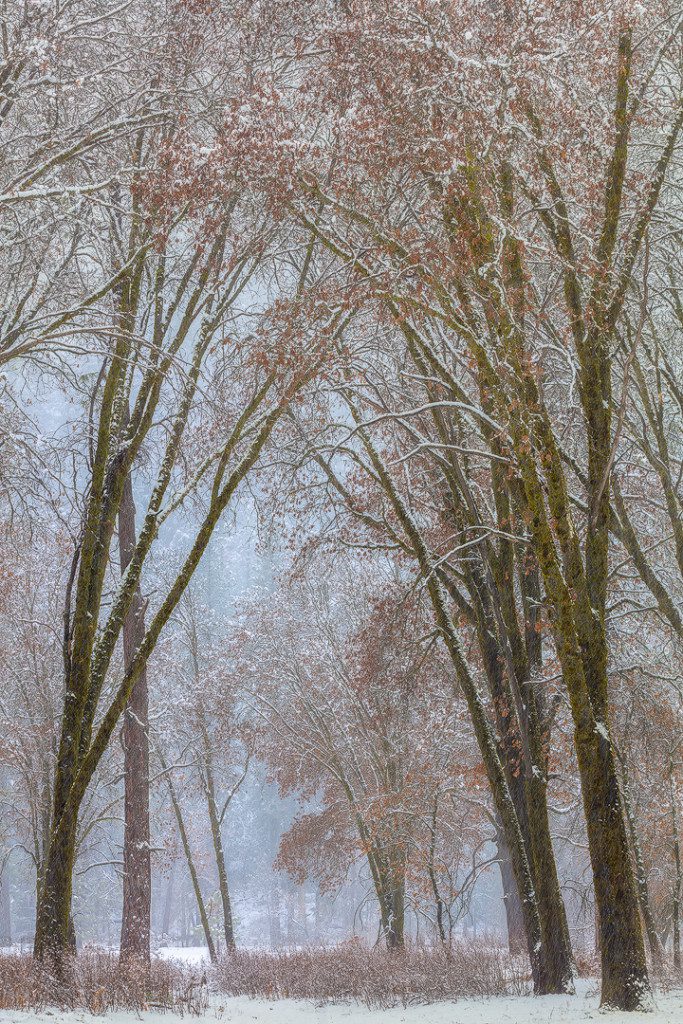 "Black Oaks in Snowstorm", January 31, 2015, Yosemite