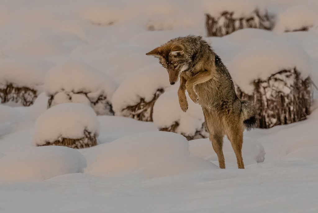 "The Hunter", January 31, 2016, Yosemite