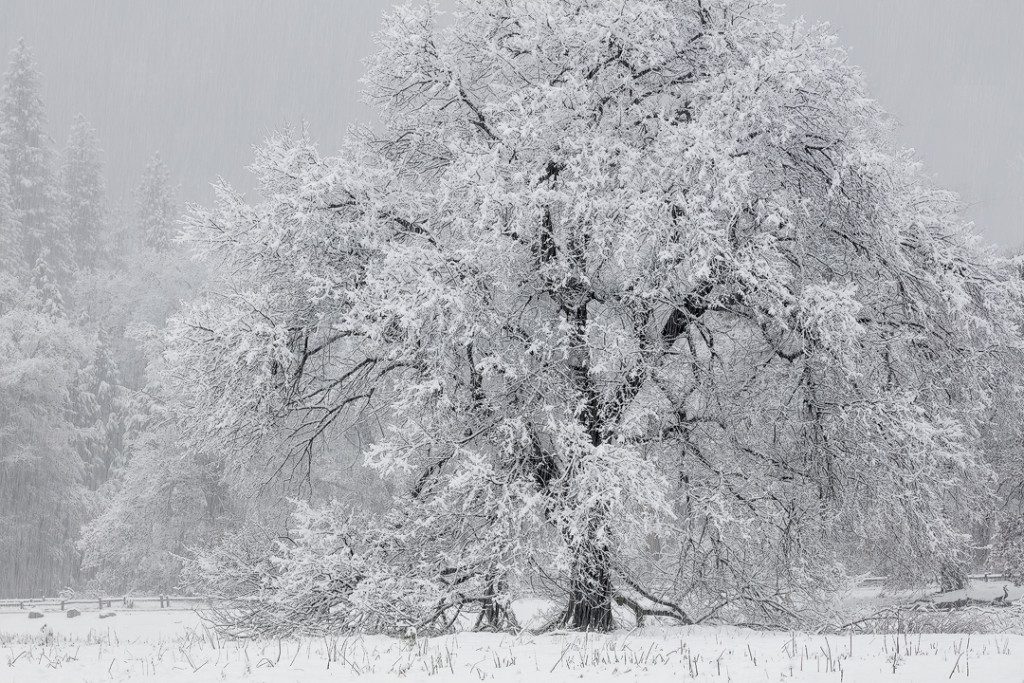 "Weathering the Storm", January 31, 2016, Yosemite Valley