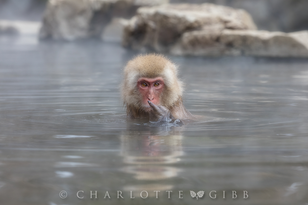 Nature & Wildlife Photography - Japanese Macaque Monkey