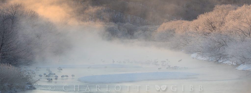 The Otowa Bridge, which traverses the Setsuri River as it flows through Tsurui Village, is a popular place to photograph Japanese Cranes. In the early morning hours, the bridge offers spectacular views of the cranes shrouded in river mist. 