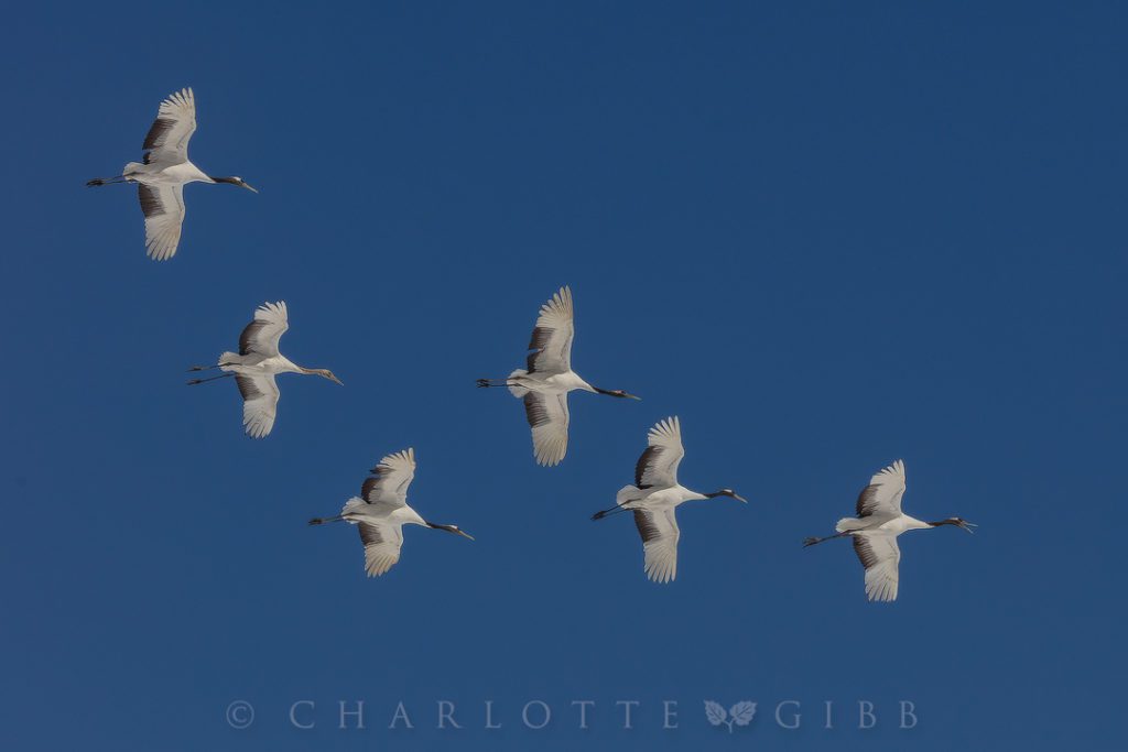 Graceful, coordinated and elegant, it is no wonder that the Japanese Crane is a symbol that inspires nations.