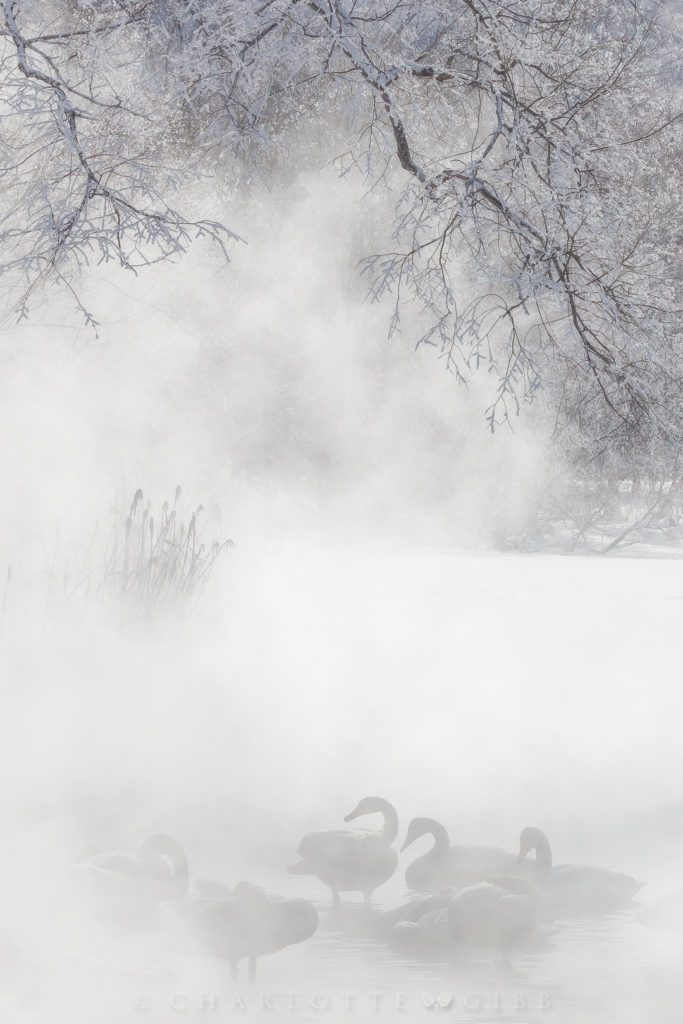 "Swan Lake" — Lake Kussharo provides an important refuge and resting area for the swans. Volcanic gases render the lake water acidic, and it supports few fish except in areas where inflowing streams dilute the water, but the swans eat small plants and other aquatic animals.