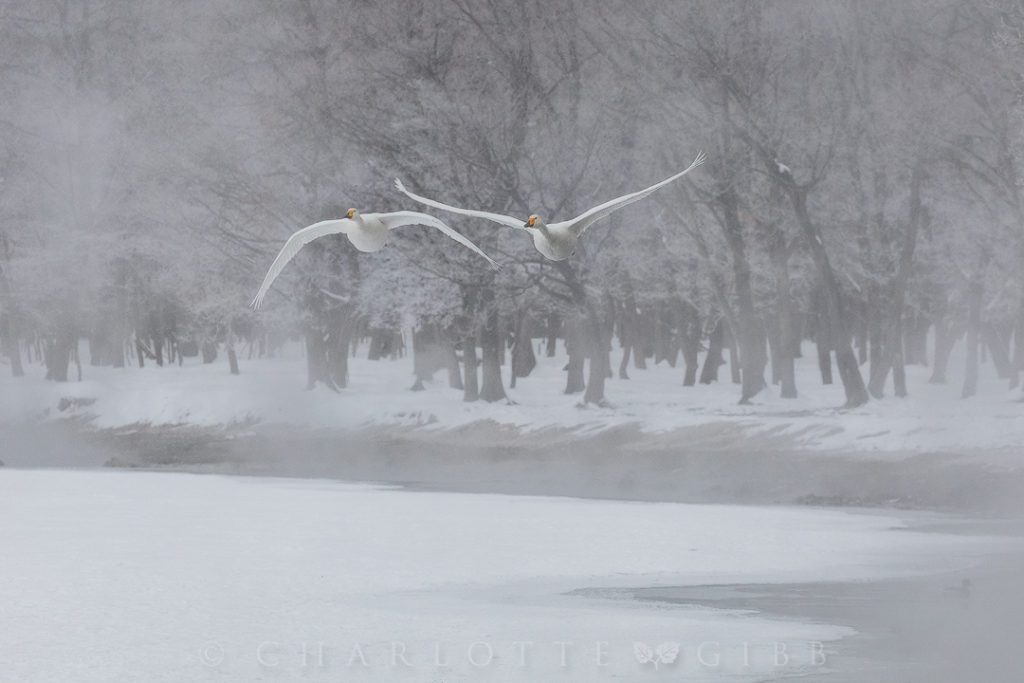 "Winter Refuge" — Along the shores of Lake Kussharo, warm water bubbles from hot springs, keeping the lake's ice sheet at bay and providing critical refuge for the wintering swans.