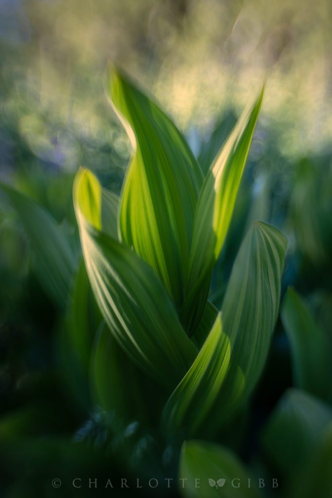 Creative Landscape Photographs by Charlotte Gibb