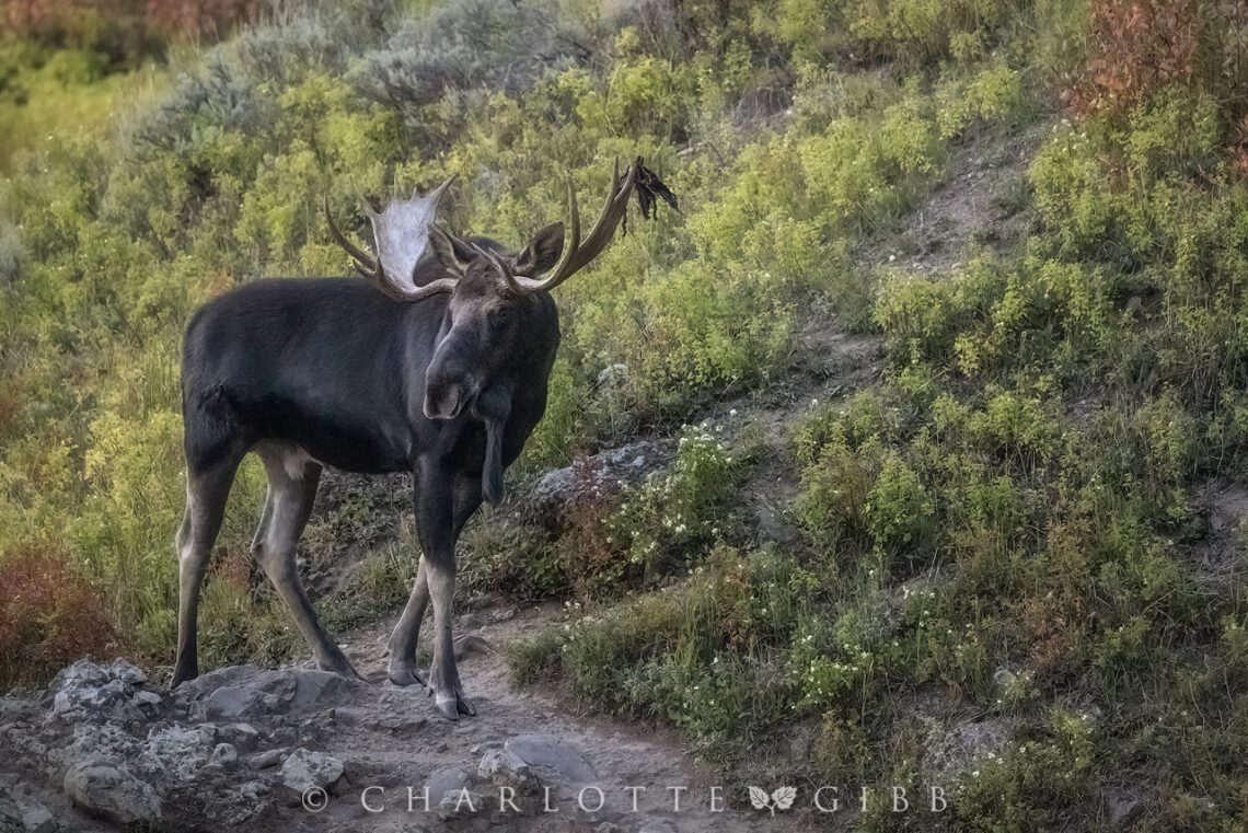 Moose in Yellowstone Park