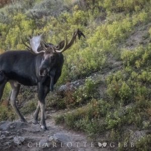 Moose in Yellowstone Park