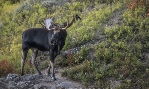 Moose in Yellowstone Park