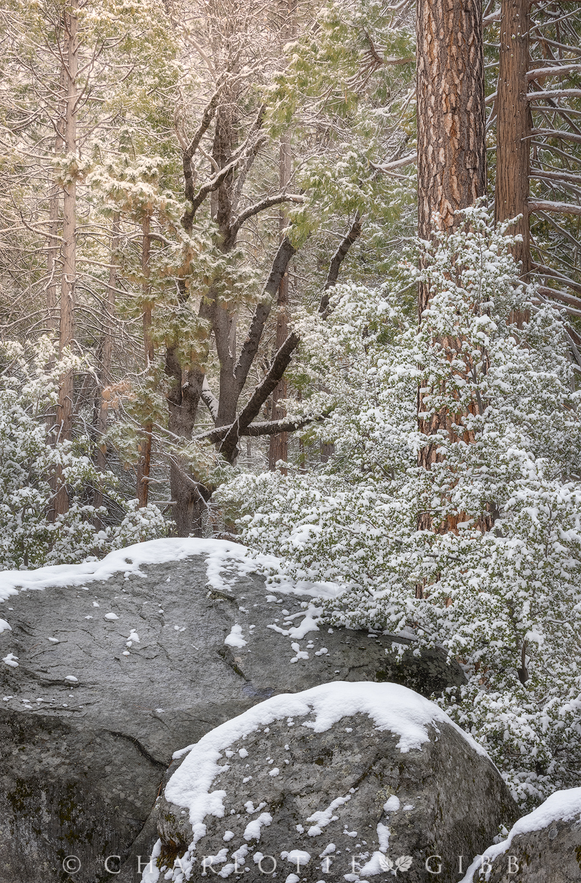 Snow Day